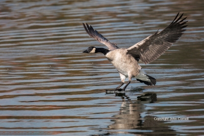 Branta-canadensis;Canada-Goose;Landing;One;Photography;action;active;aloft;avif